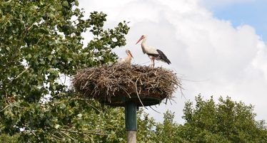 Schwanen-Nest mit brütenden Schwänen in Eich